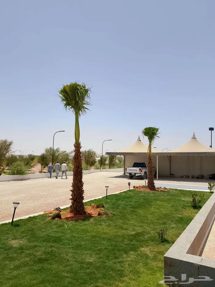 نخل للبيع واشنطني مجدول فسايل فروخ خلاص صقعي شيشي برحي سكري 23