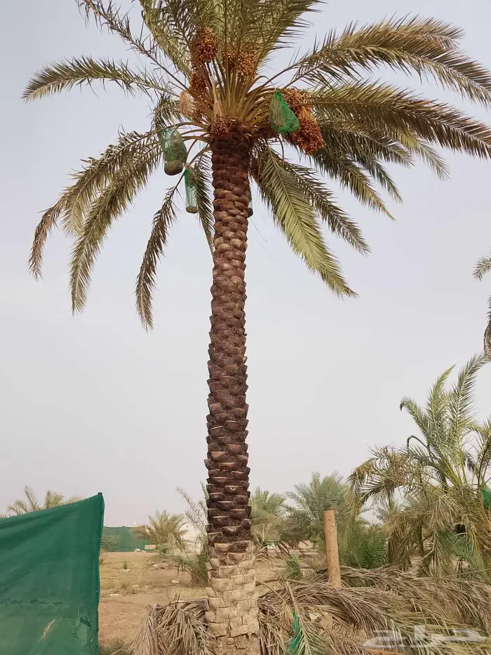 نخل للبيع واشنطني مجدول فسايل فروخ خلاص صقعي شيشي برحي سكري 15