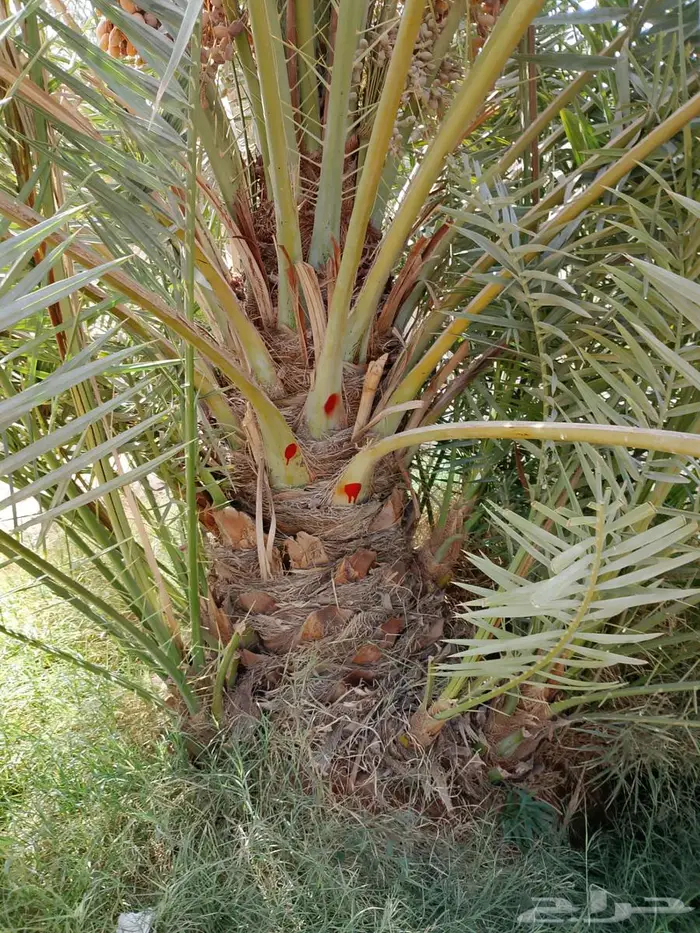 نخل للبيع واشنطني مجدول فسايل فروخ خلاص صقعي شيشي برحي سكري 13