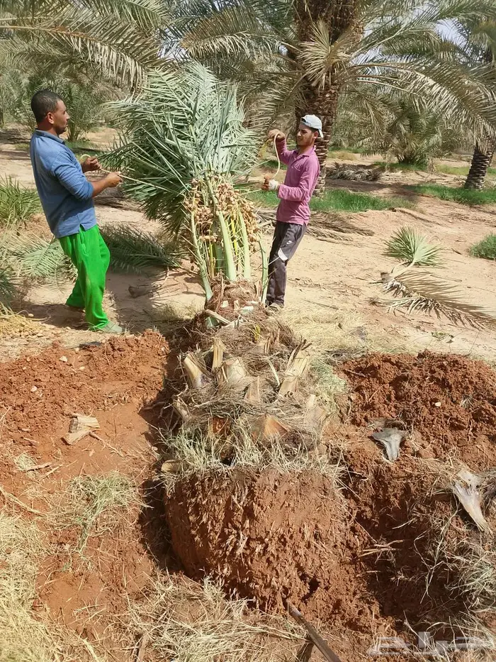 نخل للبيع واشنطني مجدول فسايل فروخ خلاص صقعي شيشي برحي سكري 11
