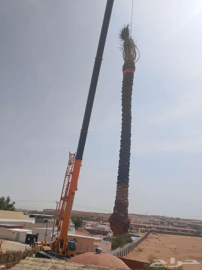 نخل للبيع واشنطني مجدول فسايل فروخ خلاص صقعي شيشي برحي سكري 1