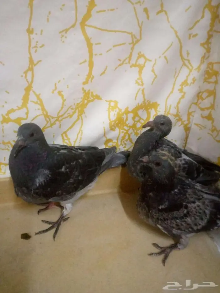 زاجل سباق طبة جان اردن جاهزة مجرب اخوانها ابطال 4