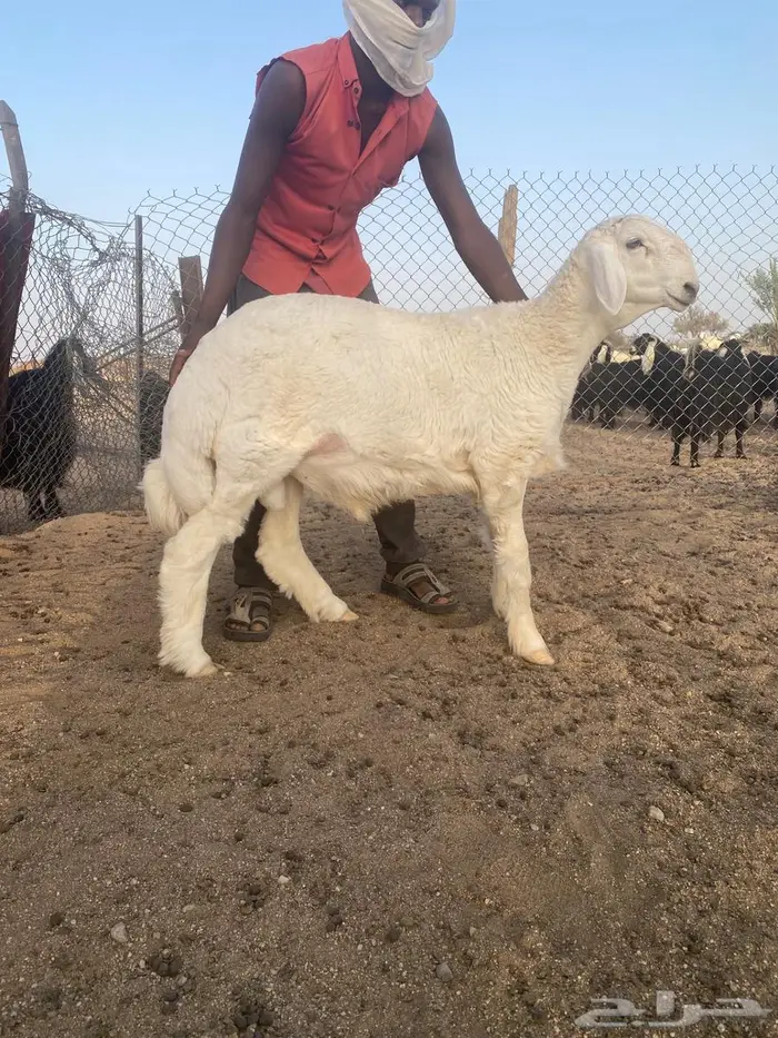 خروف حري مشروع فحل 2