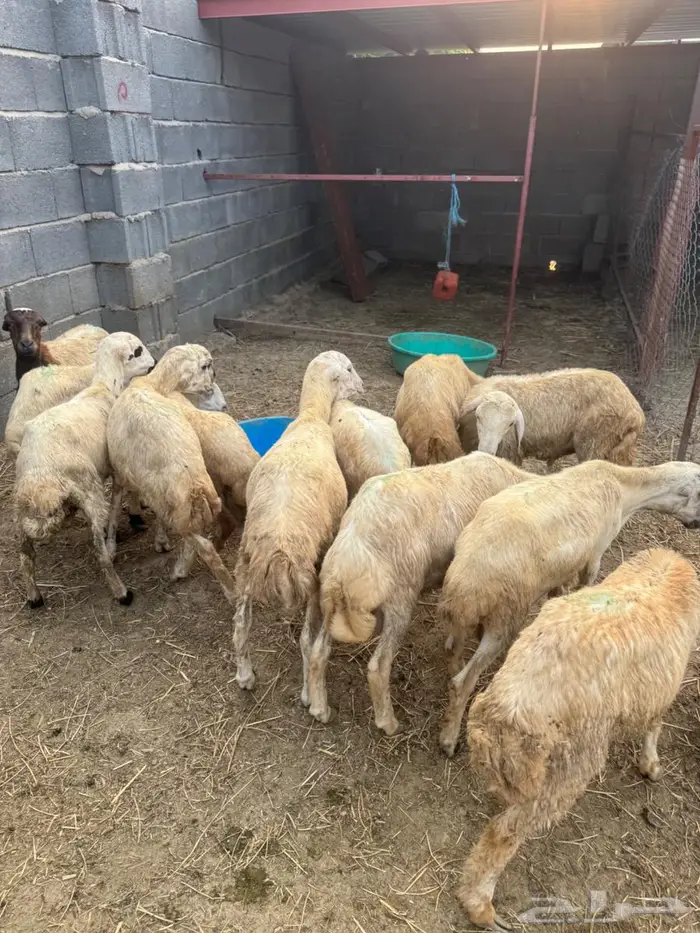 خرفان تربية 2