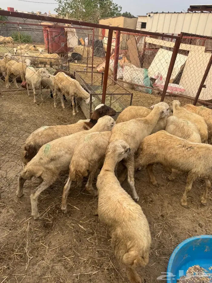 خرفان تربية 5