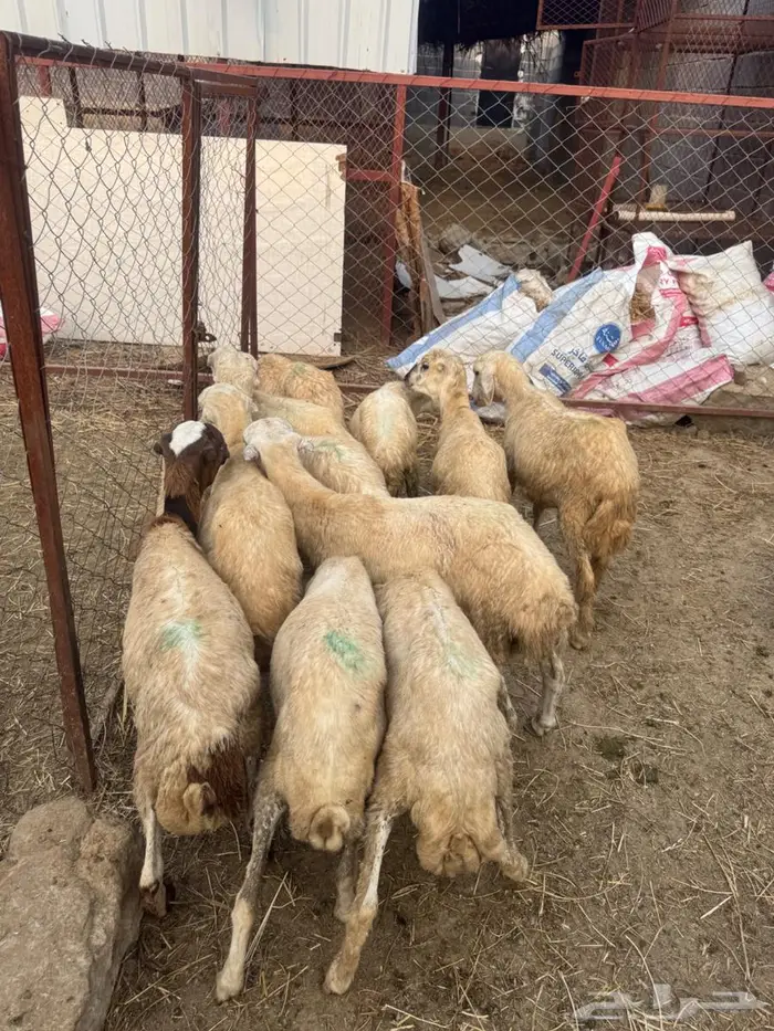 خرفان تربية 8