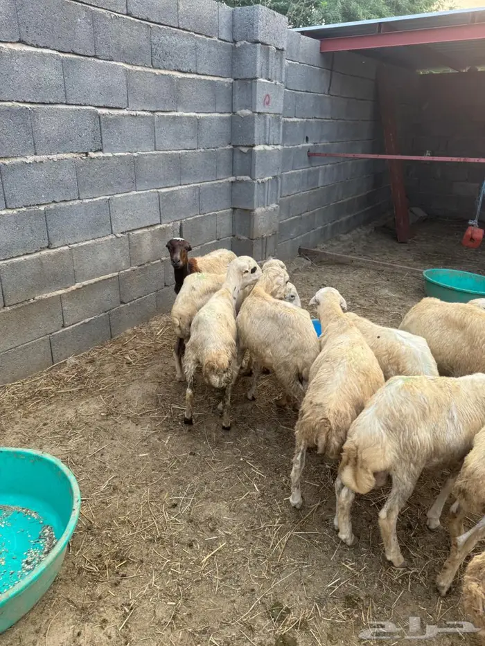 خرفان تربية 0