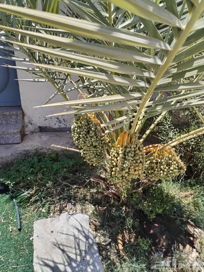 نخل كبار وفسايل للبيع 1