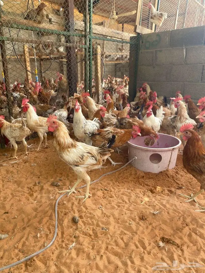 العيينه 0
