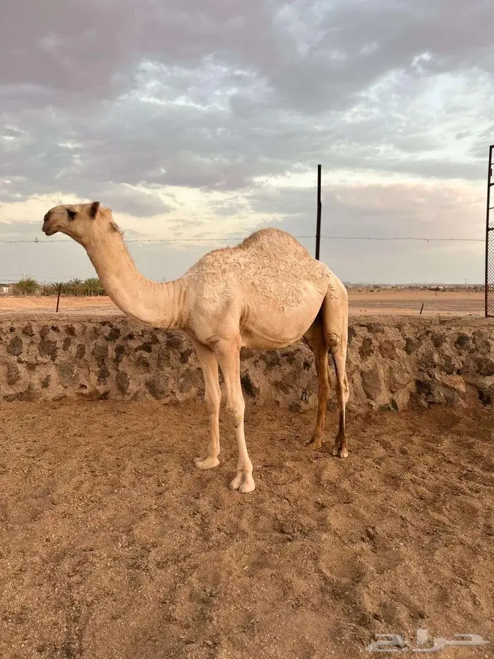 قعود أشقح باتلي 1