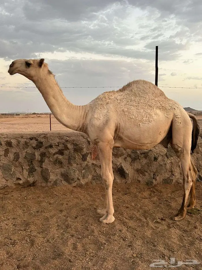 قعود أشقح باتلي 0