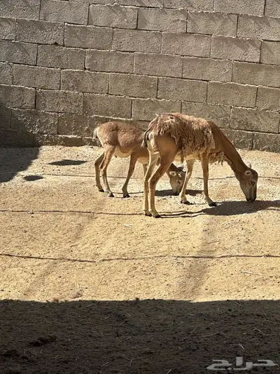 عنز مع ولدها وعل الموفلن 0