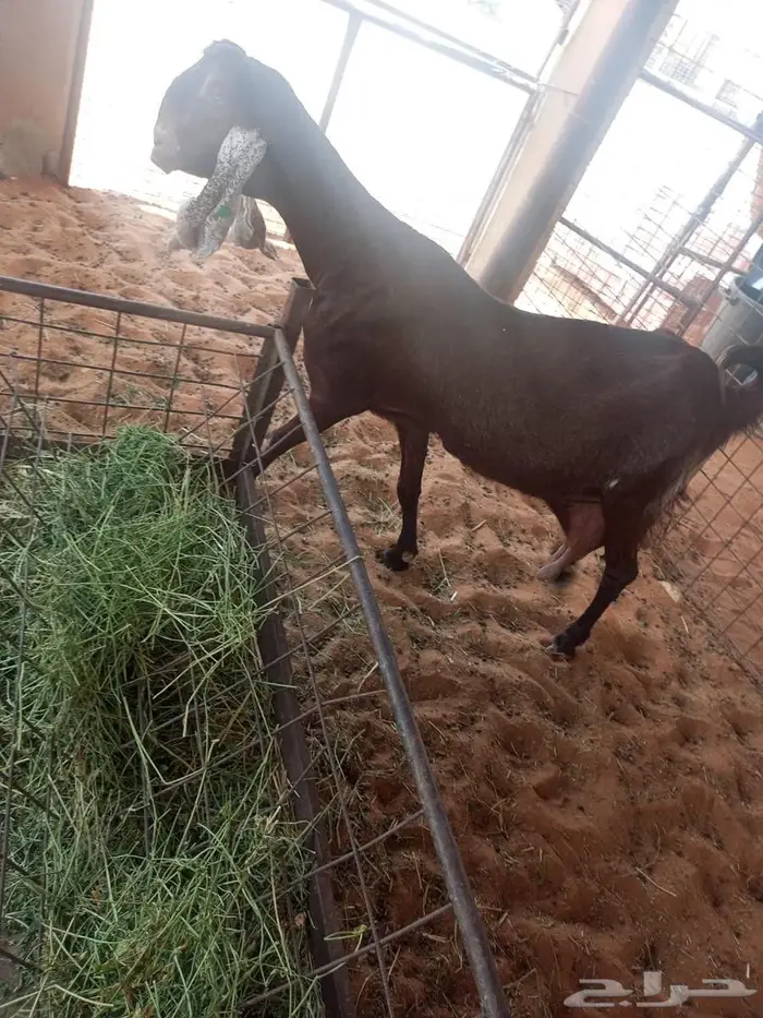 هولنديه دافع أربع شهور 0