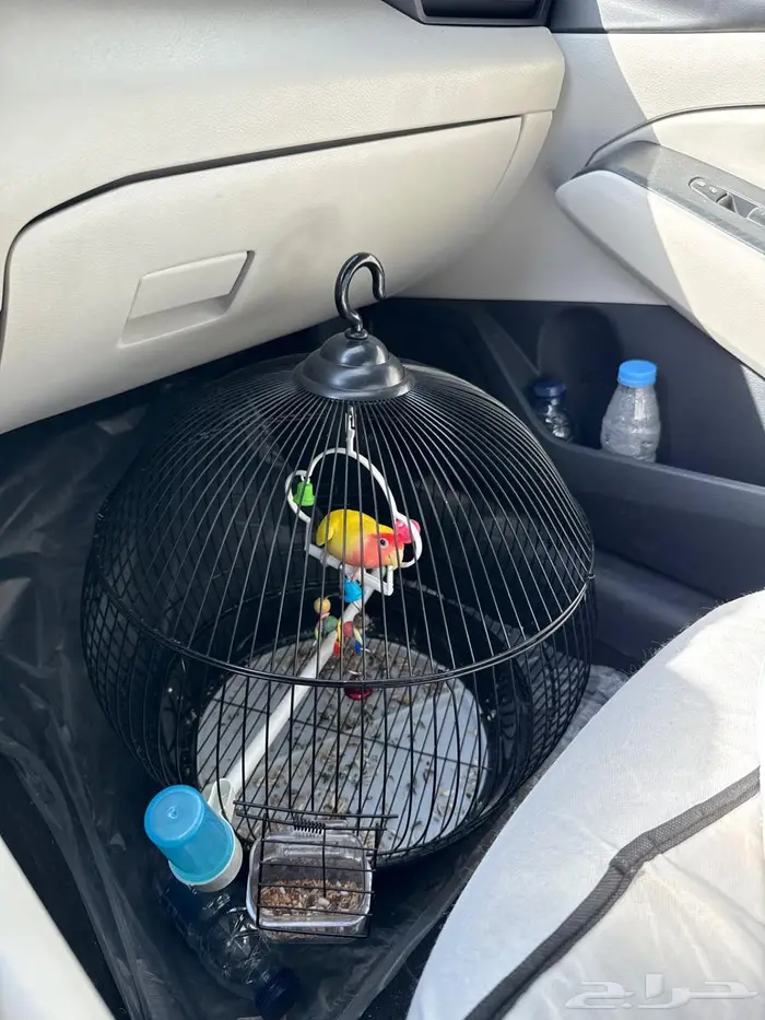 طيور روز اثنين للبيع واحد اليف وواحد وسط 1