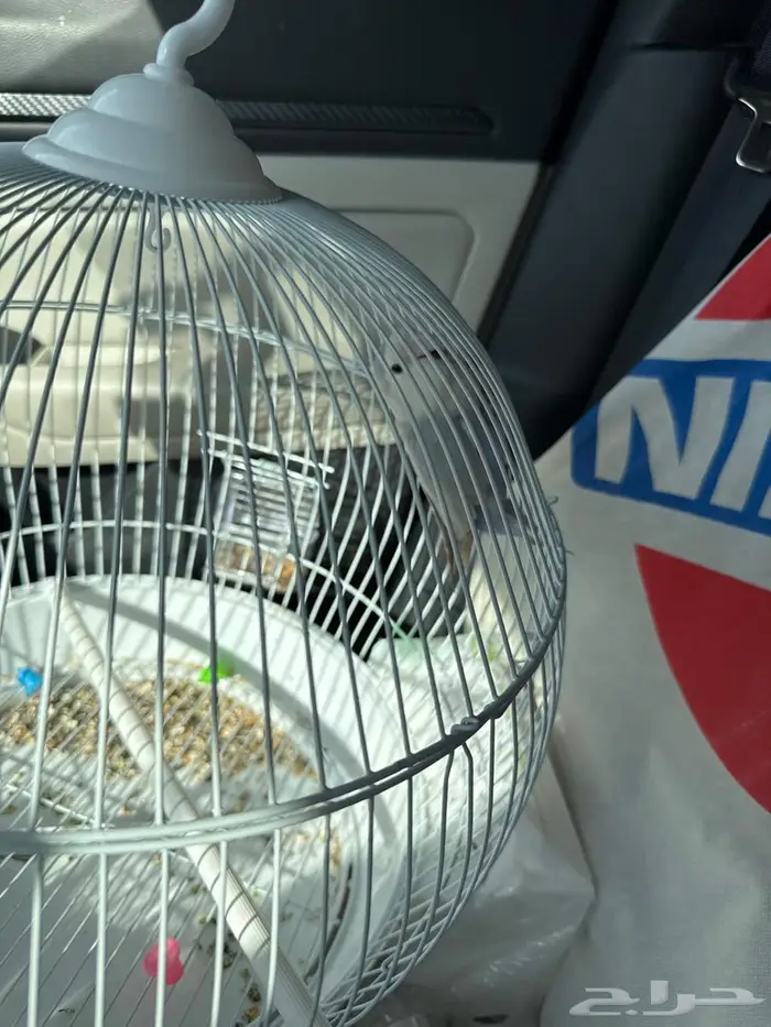 طيور روز اثنين للبيع واحد اليف وواحد وسط 0