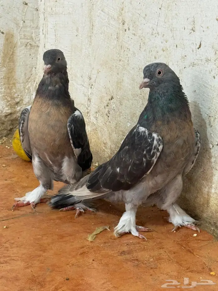 اجواز تركي 3