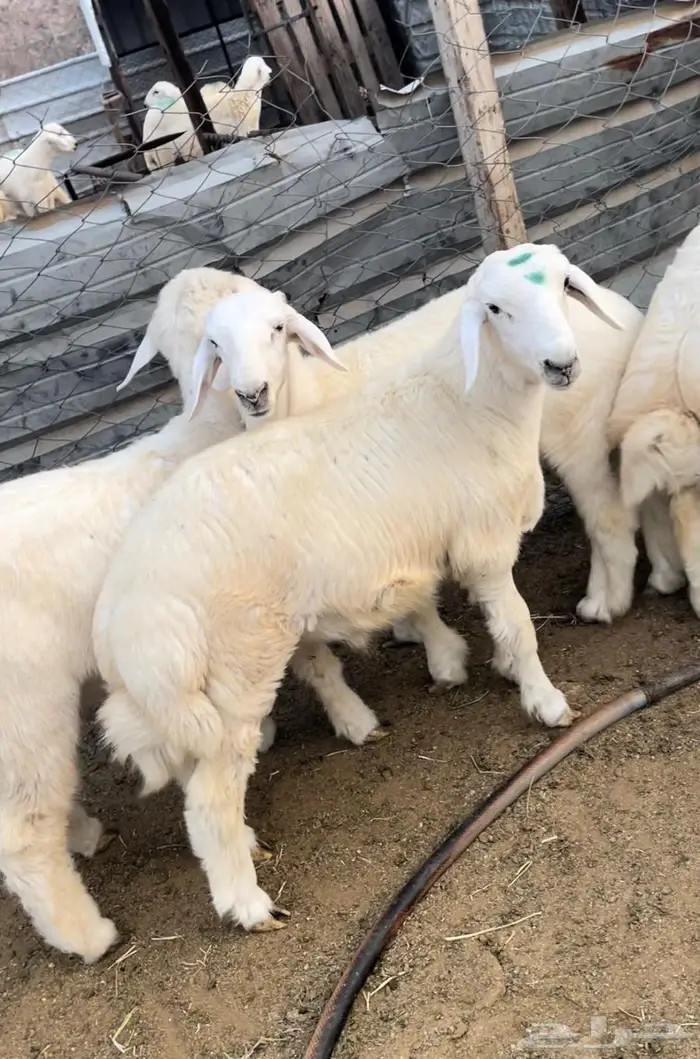 ذبايح طليان حريه سواكن مع التوصيل 8