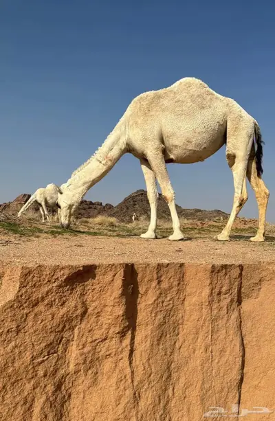 حوش في سوق البل بعنيزه لاستقبال العروض 0