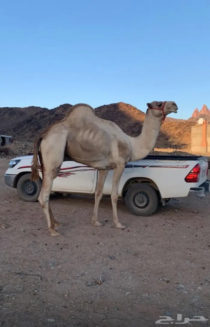 جمل مهجن  سبوق ومنتج وامها مهجنه منتج من انتاجي 0