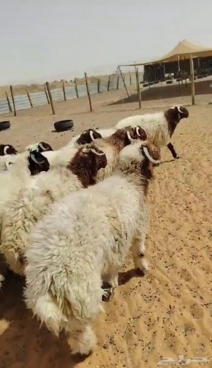 ذبايح نعيمي مفاطيح و ثلاجه مع الذبح وتغليف والتوصيل 4