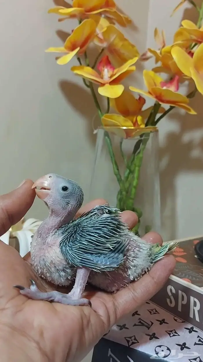 فرخ درة هندي (( تم البيع )) 1