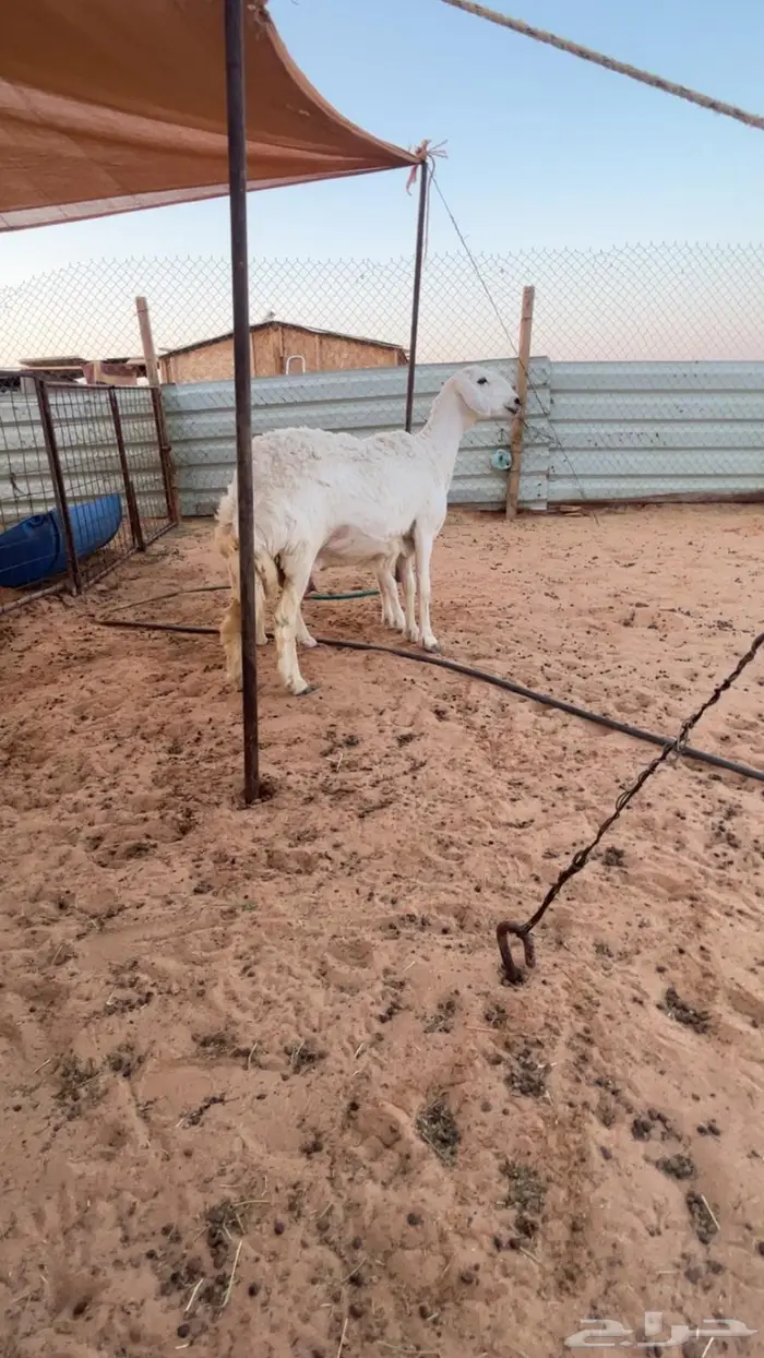 جذعه حريه متبع متابيع 0