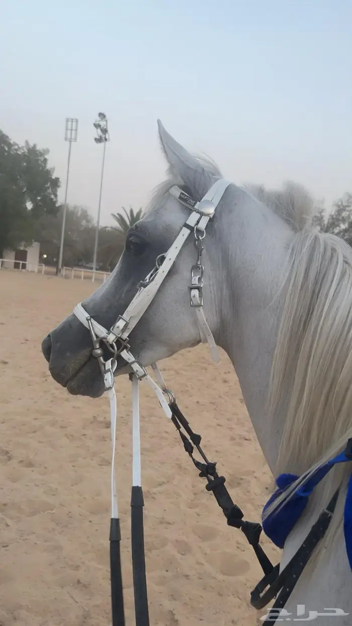 حصان شعبي 0