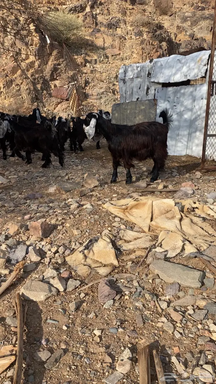 جفار عوارض مقاني معرفات 3
