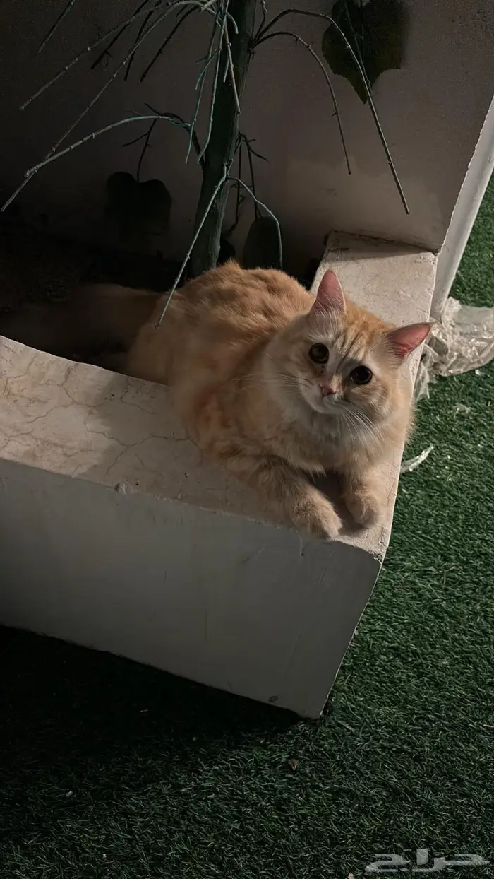 قط للبيع 2
