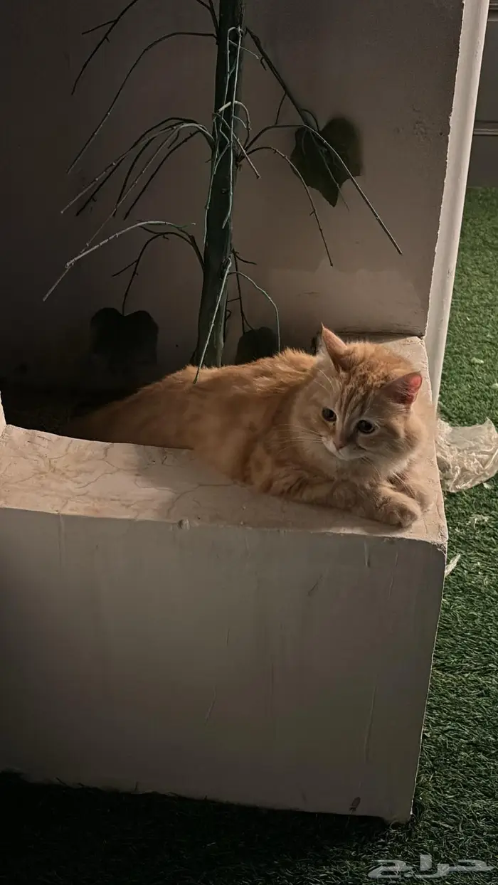 قط للبيع 3