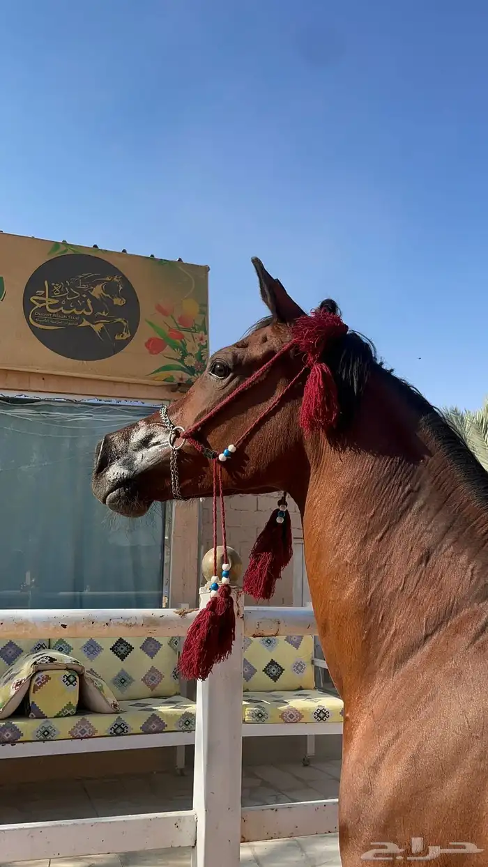 فرس شعبيه للبيع شيخه ركوب وانتاج 0
