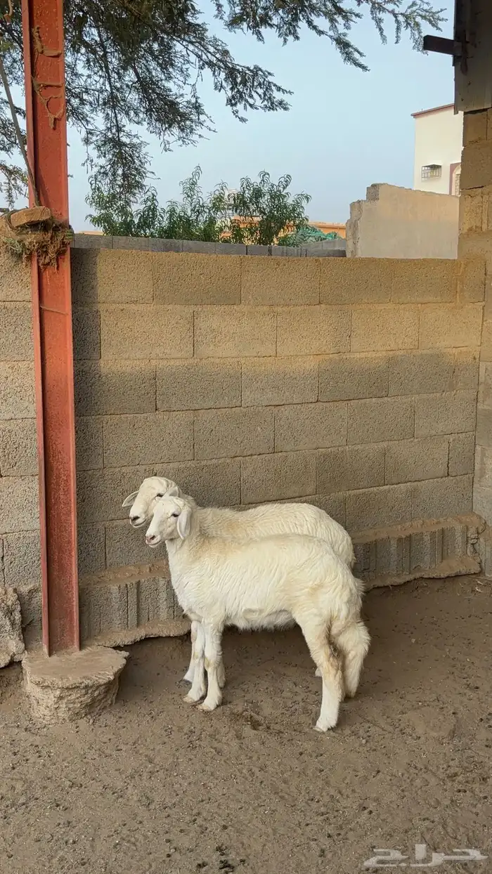 بهم خروف ورخل 11