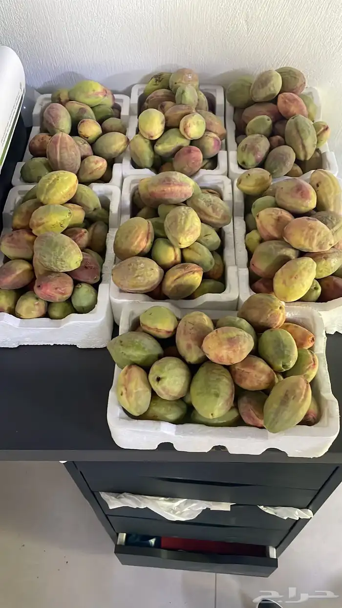 لوز 2