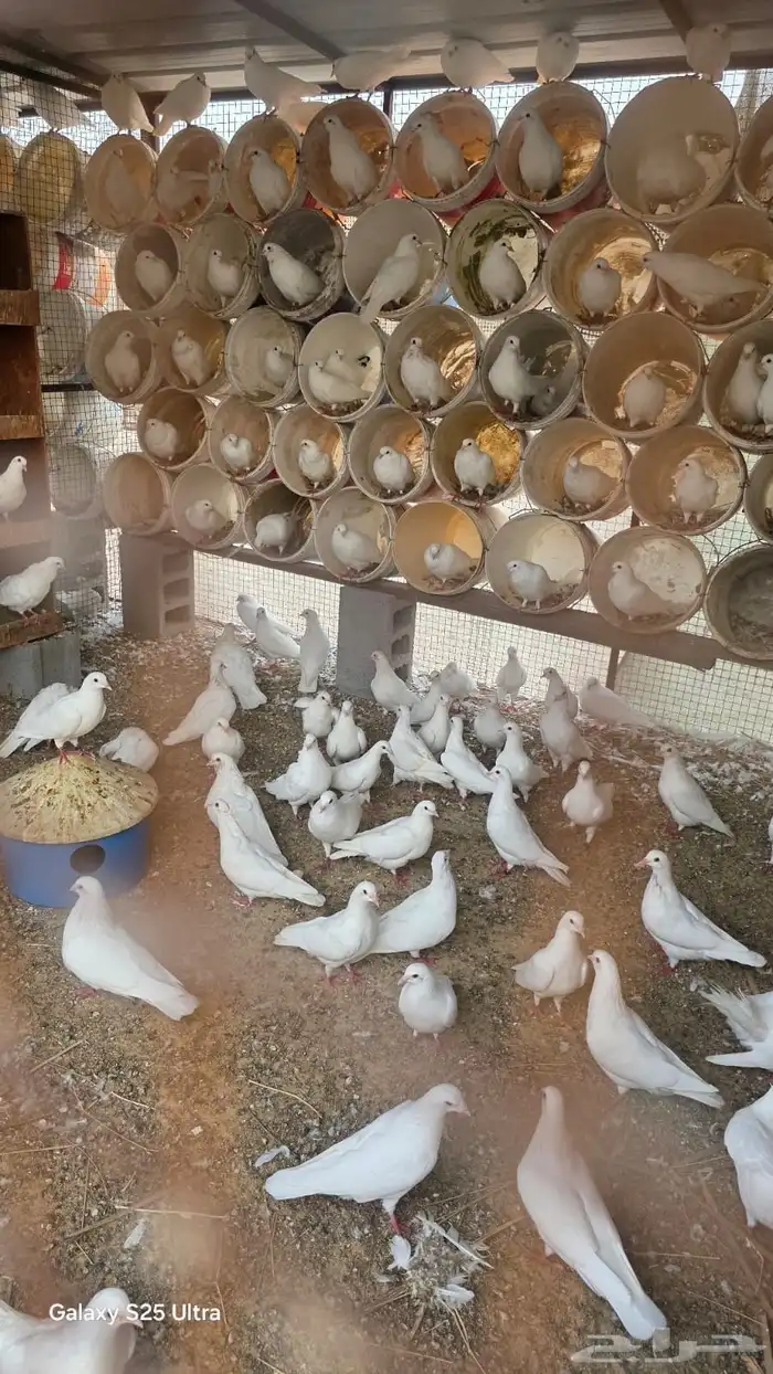 حمام للبيع 10