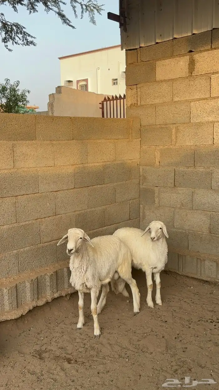 بهم خروف ورخل 10