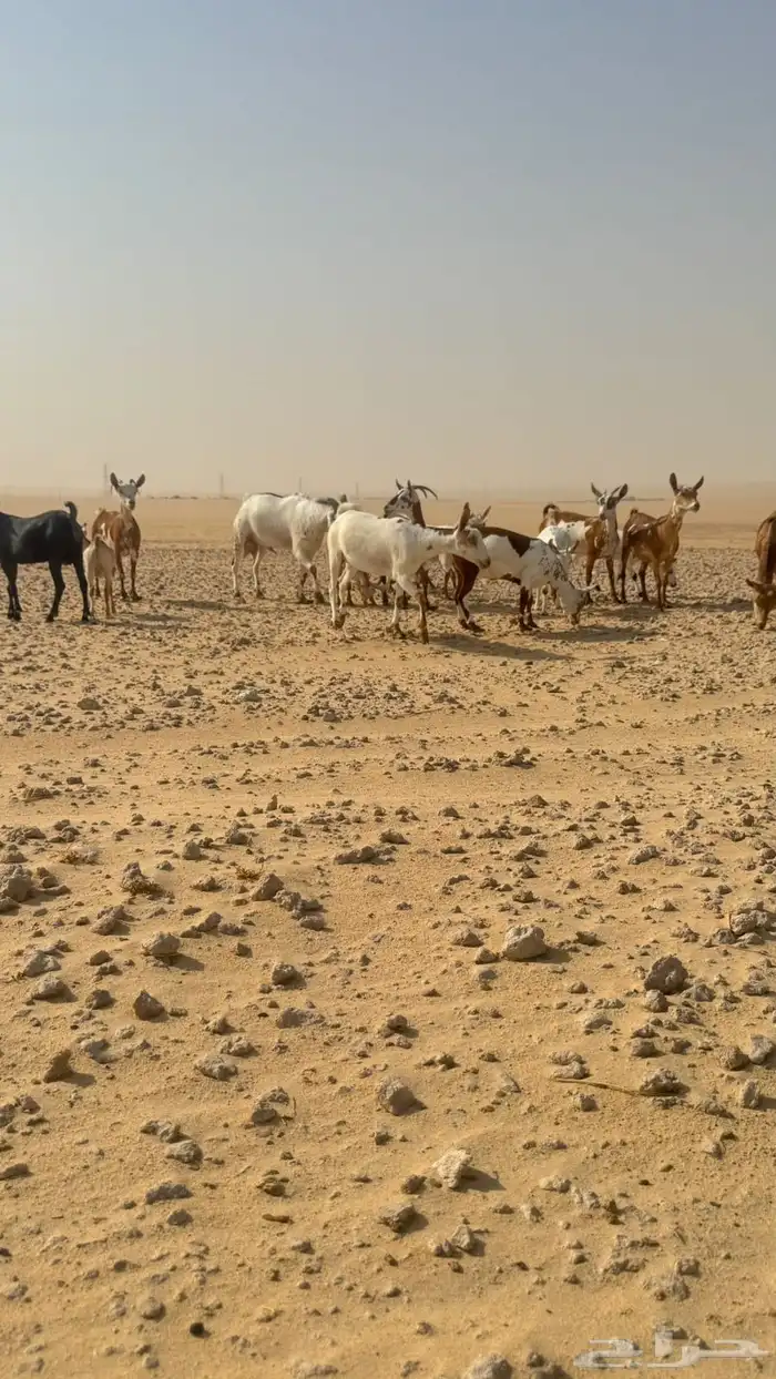 معزا عمانيات 13