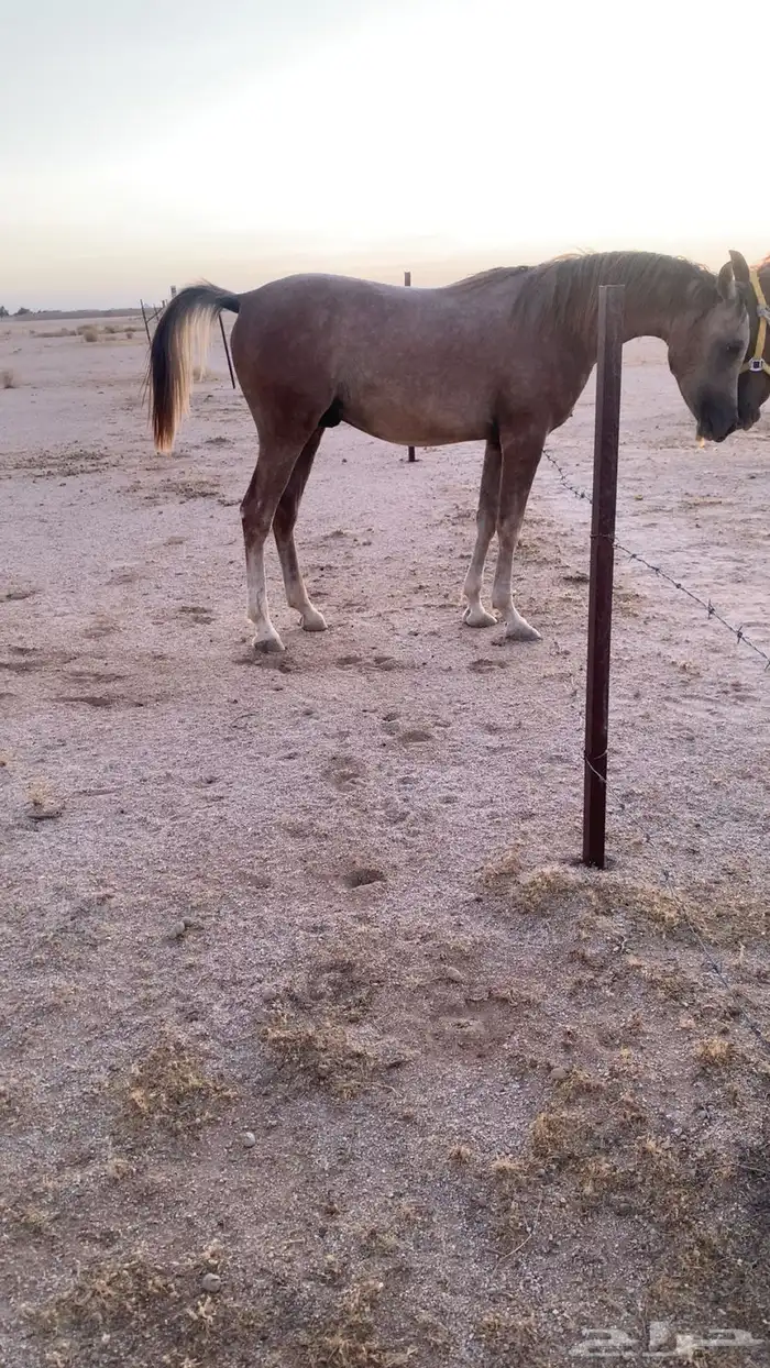 مهر عربي معه اوراق مصري بيور عمره سنه ونص باقي ماسجلته 0