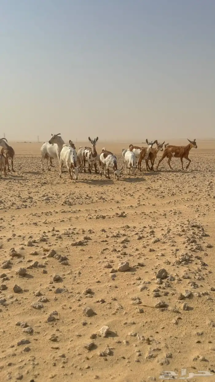 معزا عمانيات 15