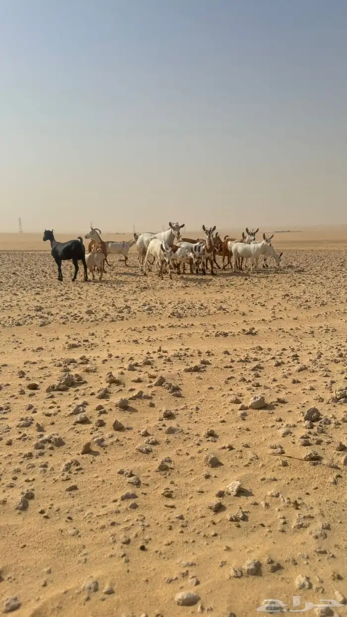 معزا عمانيات 27