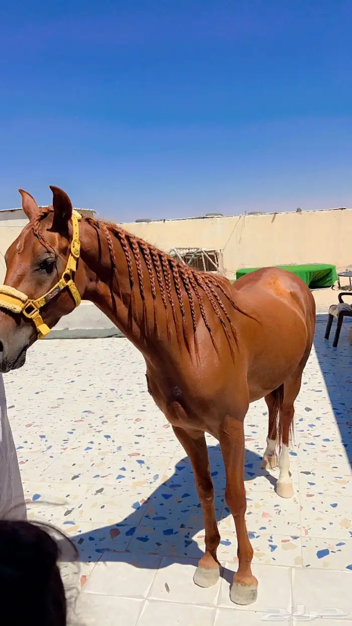 حصان شعبي 0