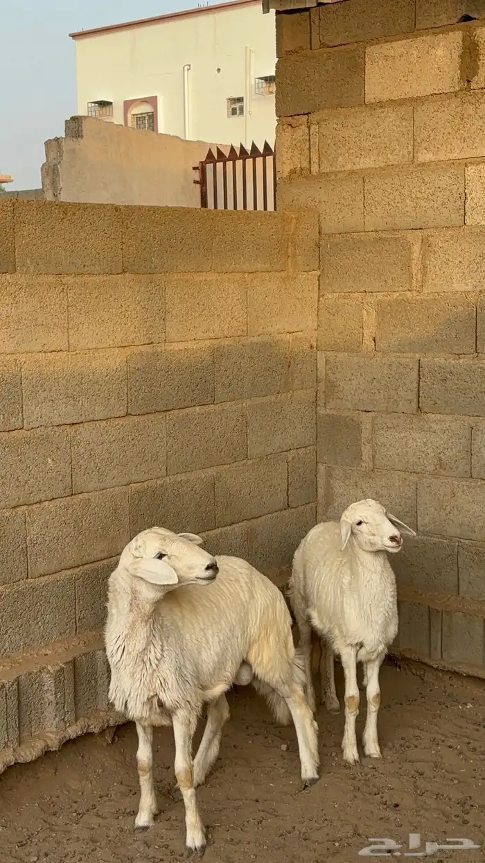 بهم خروف ورخل 8