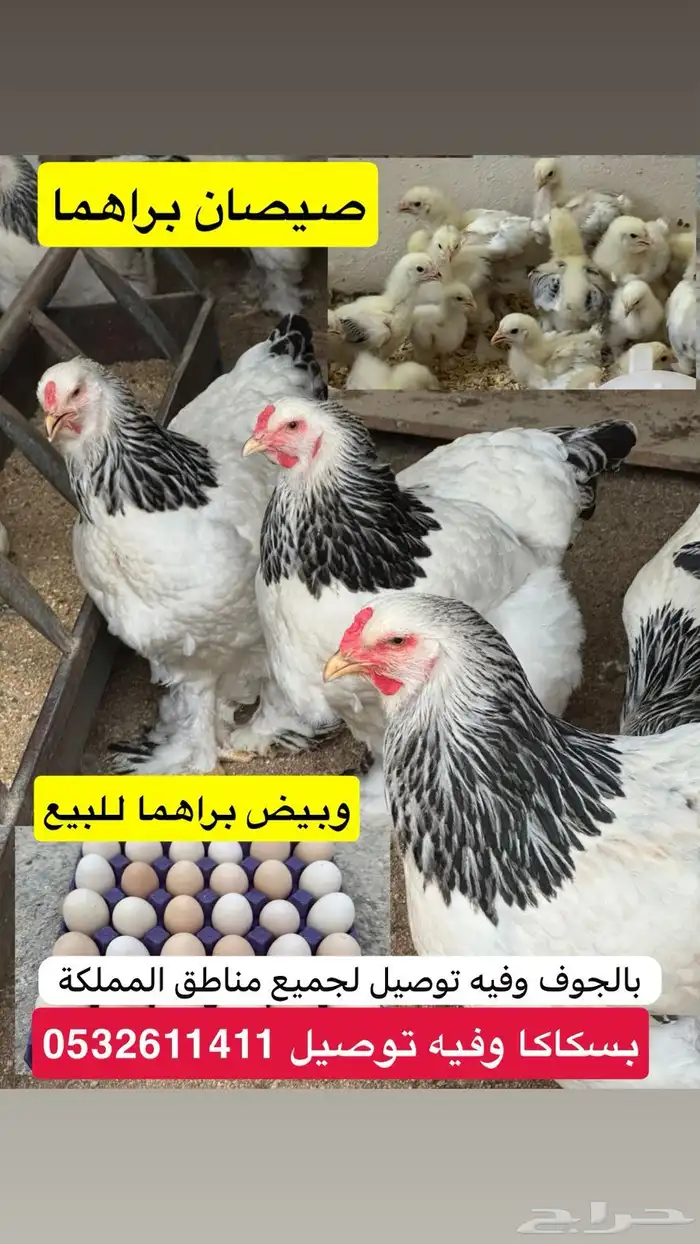 صيصان براهما كولمبي فاخر 2