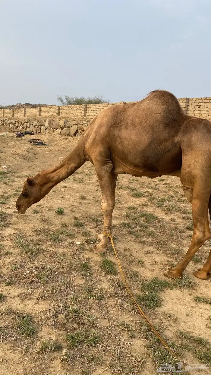 بعير فحل ساحلي 1