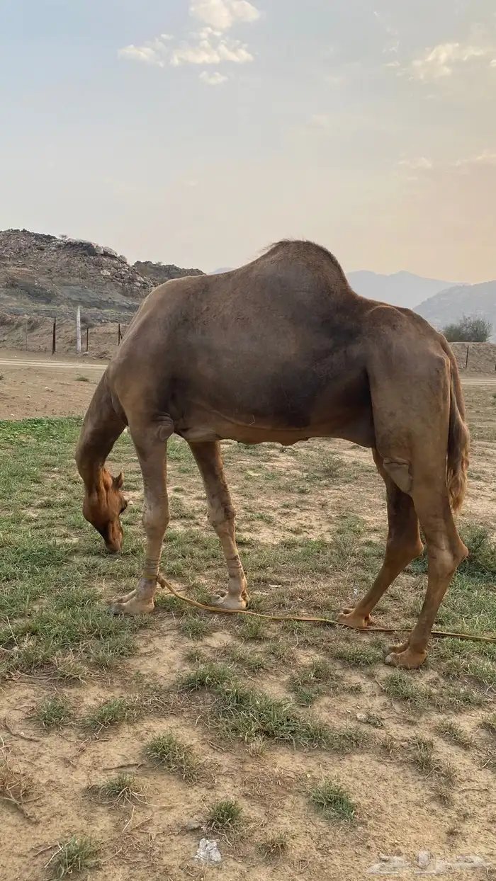 بعير فحل ساحلي 0