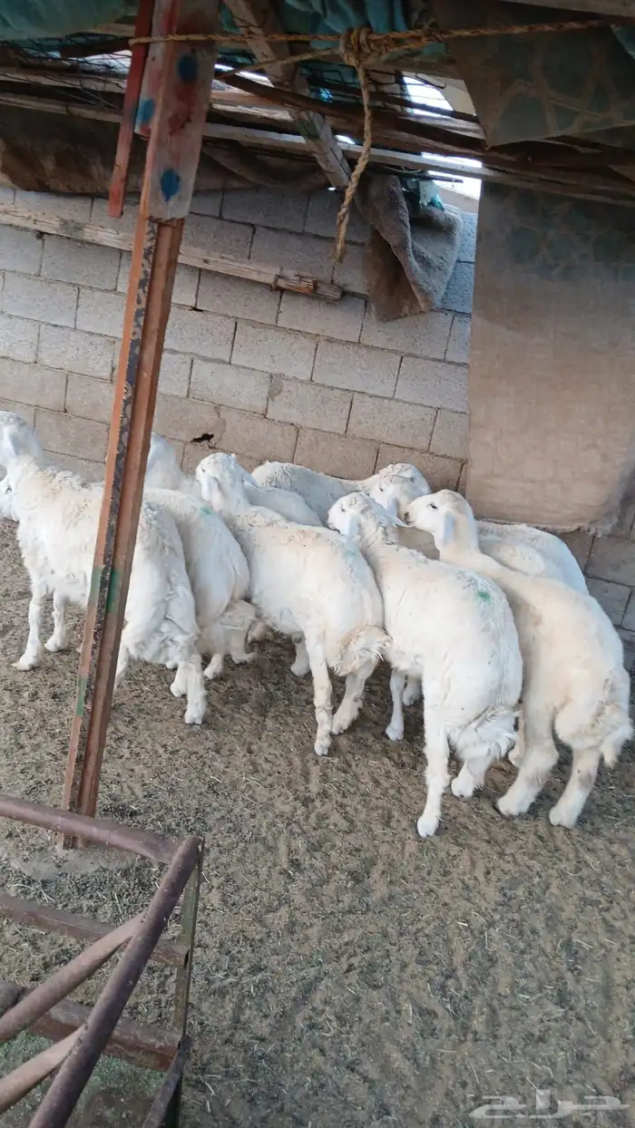 طليان لبيع الذبايح جمله او تفريق 0