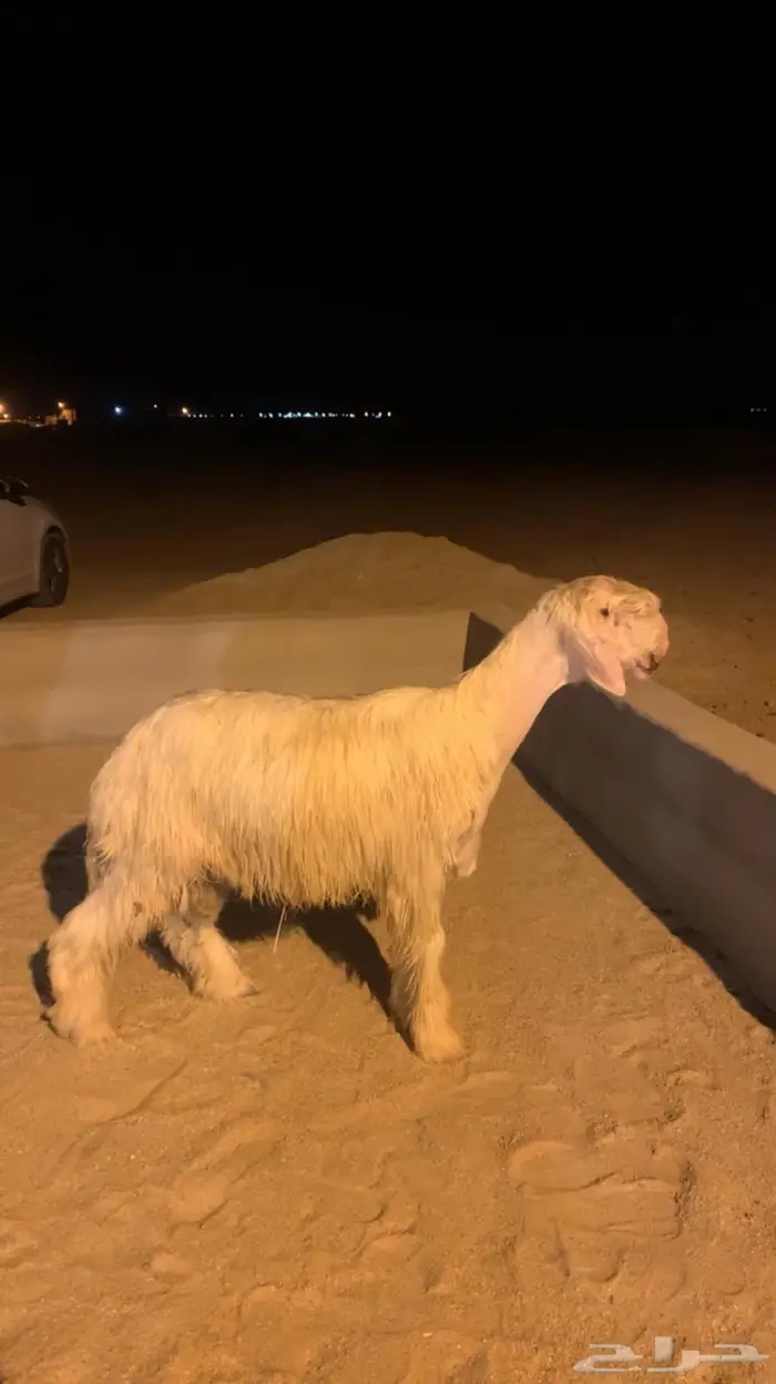 مشروع فحل عيسي خصم 0