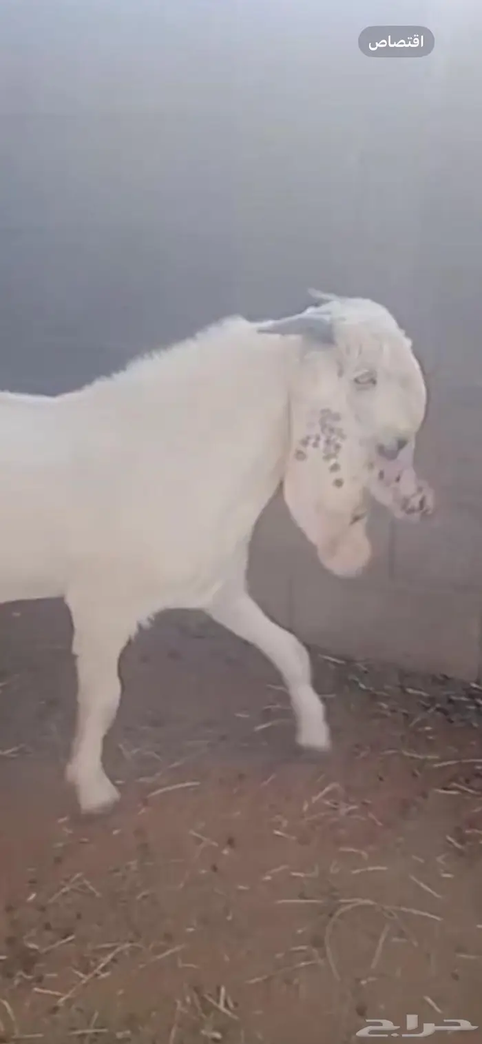 تيوس للبيع 2