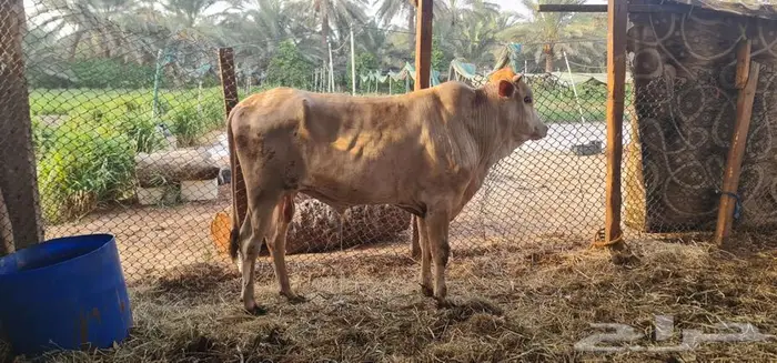 عجل للبيع 0