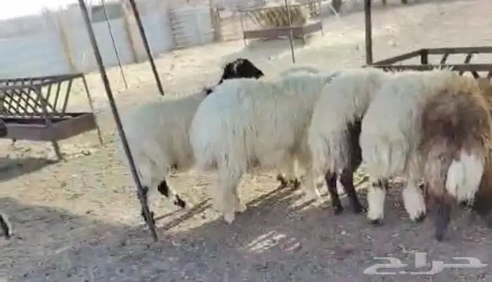 ذبايح نعيمي مفاطيح و ثلاجه مع الذبح وتغليف والتوصيل 0