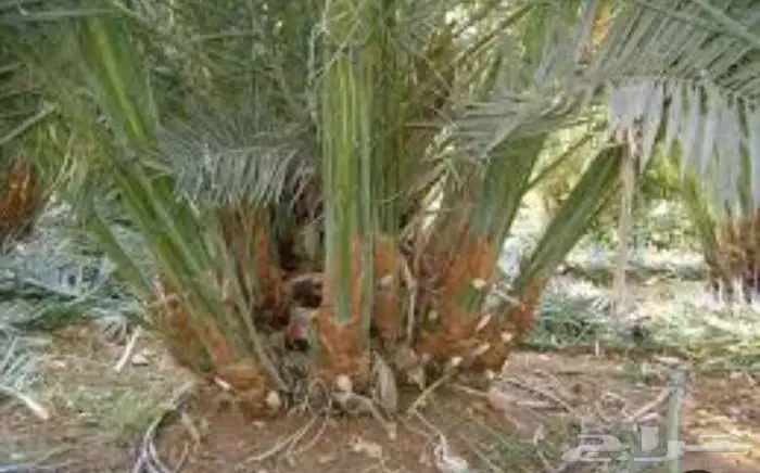 نخيل خلاص القصيم ممتازة ونظيفة على الشرط 0